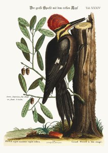 The Larger Red-Crested Woodpecker, 1749-73